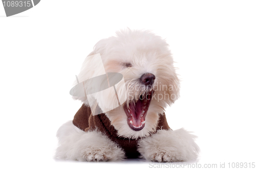 Image of Yawn - Maltese dog puppy