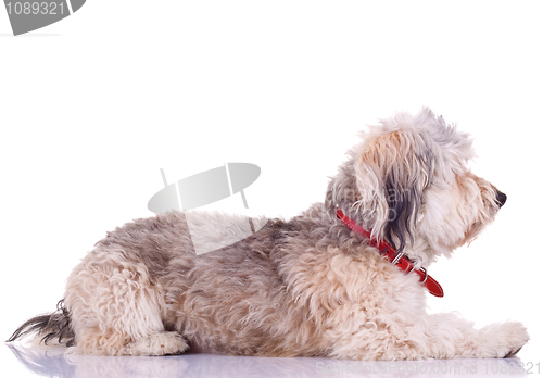 Image of Bearded Collie