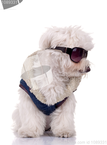 Image of wll dressed bichon maltese