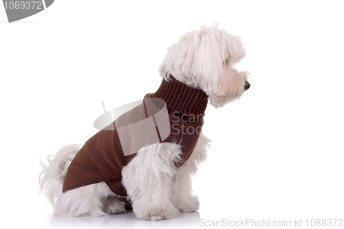 Image of bichon maltese looking to a side