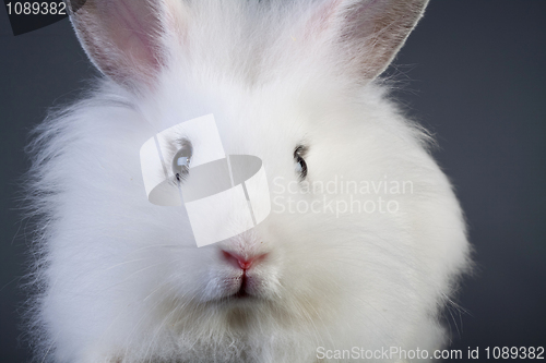 Image of  rabbit sitting on a grey background