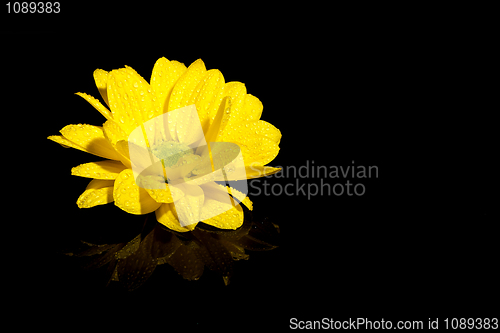 Image of beautiful yellow flower
