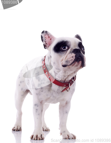 Image of curious french bulldog