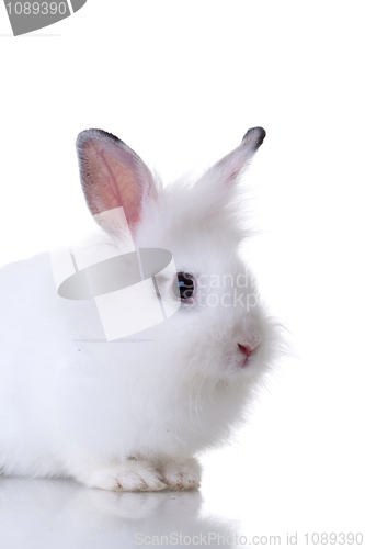 Image of very cute little white rabbit