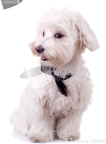 Image of bichon maltese