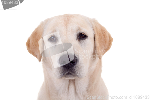 Image of Golden Retriever Portrai