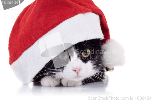 Image of christmas cat