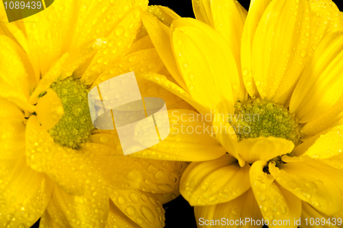 Image of macro picture of two yellow flowers