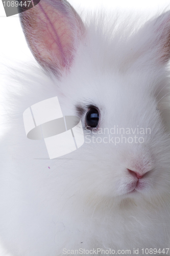 Image of Head of white rabbit.