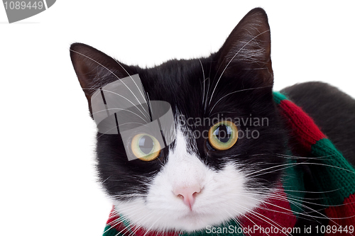 Image of christmas cat