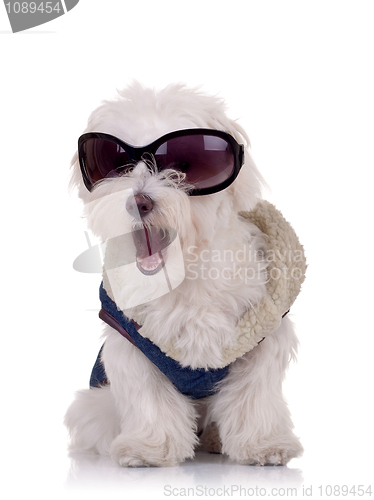 Image of seated bichon maltese