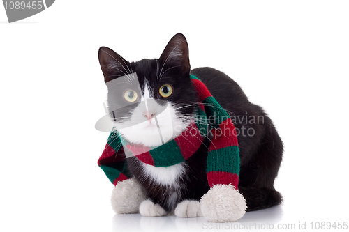 Image of christmas cat