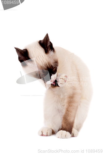 Image of  siamese cat cleaning itself 