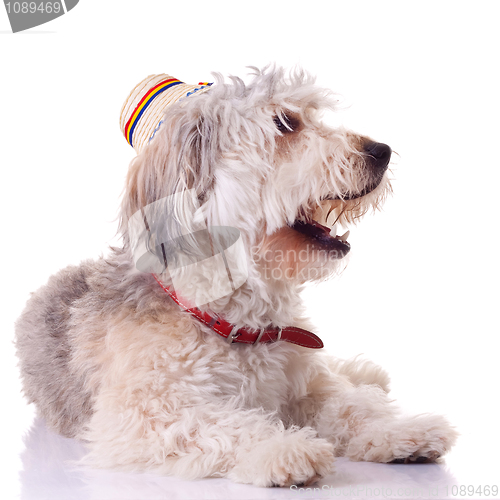 Image of bearded collie puppy 