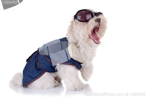 Image of screaming bichon maltese