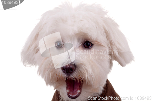 Image of amazed bichon face