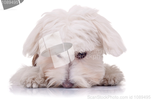 Image of cute face of a bichon