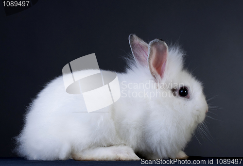 Image of rabbit sits on grey background