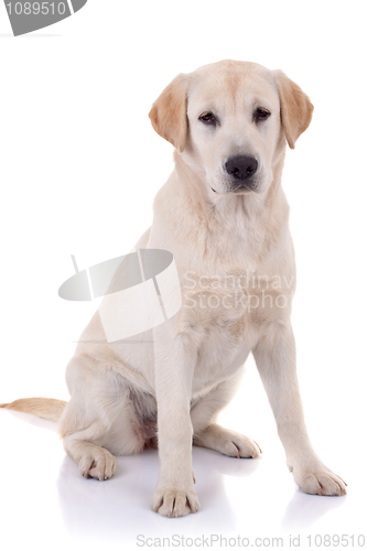 Image of labrador retriever 