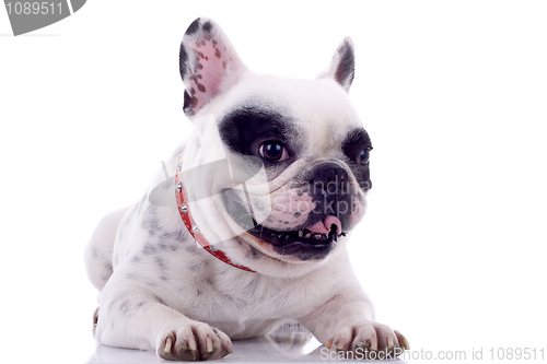 Image of panting French bulldog 