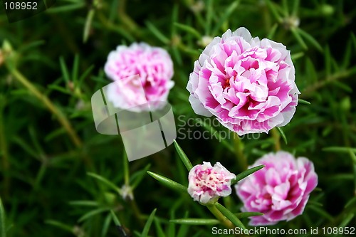 Image of Carnation Flowers