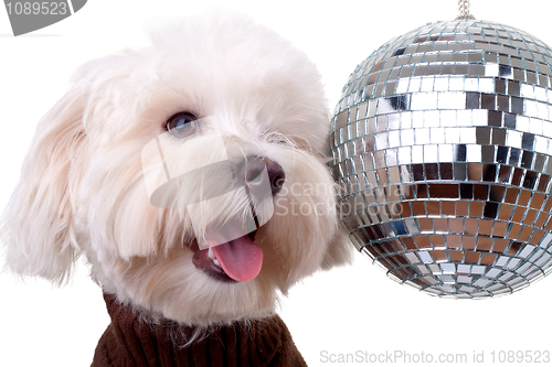 Image of bichon face near a shinny disco ball