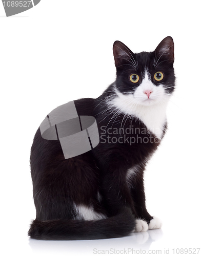 Image of seated cat looking at the camera