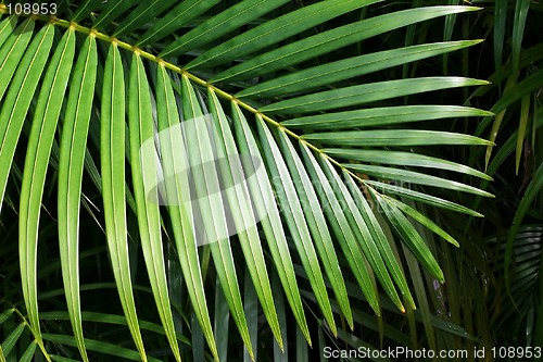 Image of Palm leaf