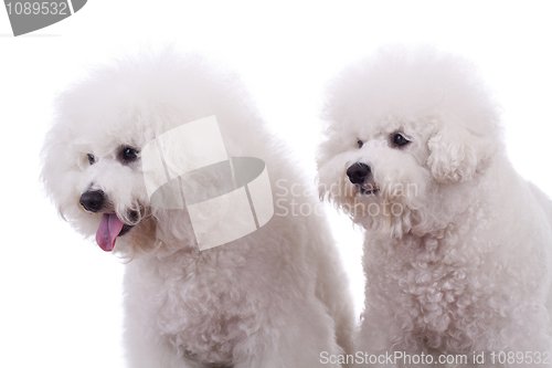 Image of curious dogs