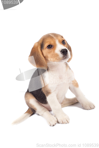 Image of tired beagle puppy