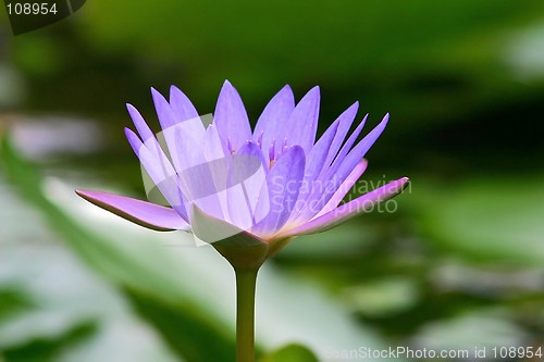 Image of Waterlily