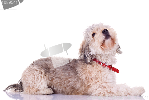 Image of Bearded collie looking up