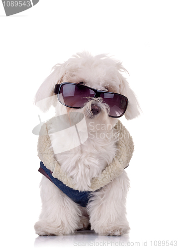 Image of seated bichon maltese