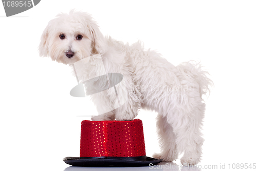 Image of bichon standing on a hat