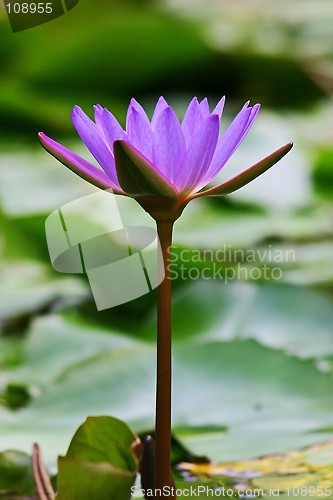 Image of Purple waterlily