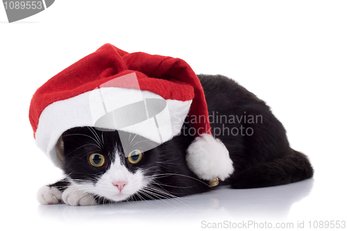 Image of christmas cat