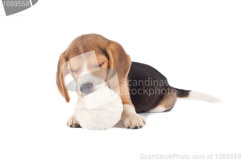 Image of sleeping small beagle