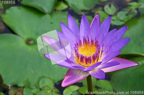 Image of Purple waterlily