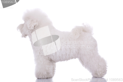 Image of  amazing bichon frise