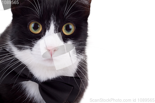 Image of  black and white cat