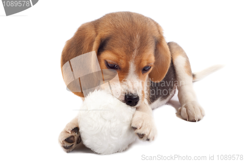 Image of beagle pup chewing on a toy