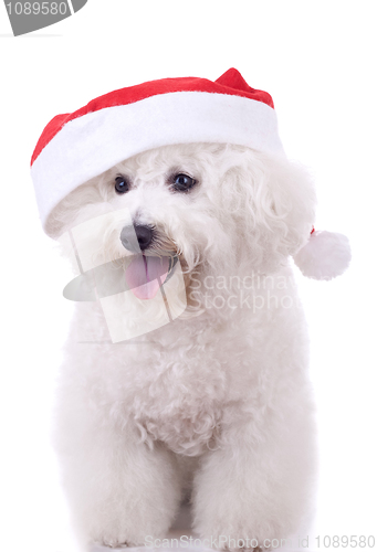 Image of bichon frise wears santa hat 