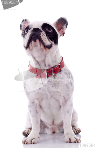 Image of French Bulldog looking up