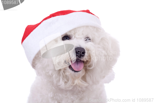 Image of face of a bichon with santa cap