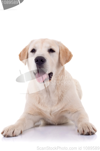 Image of panting labrador retriever