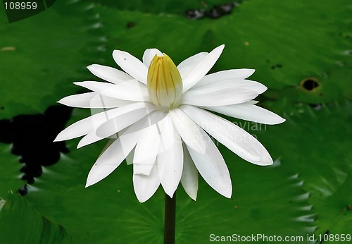 Image of White Waterlily