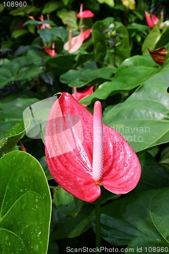 Image of Flamingo Flower