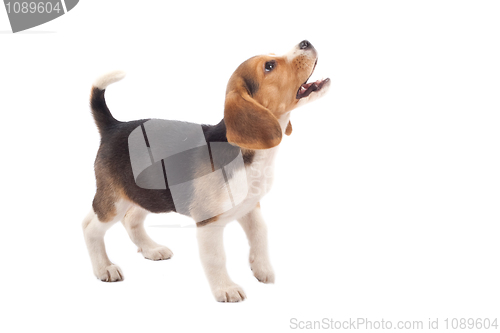 Image of beagle puppy barking