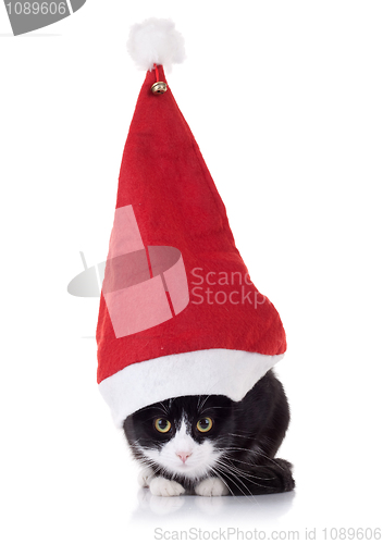 Image of christmas cat