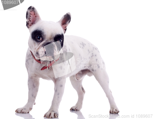 Image of French Bulldog